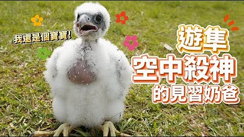 Popo raising eagle thumbnail